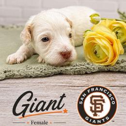 Giant - Caramel ice female Australian Labradoodle puppy in Denton, Texas from Liberty Hill Labradoodles