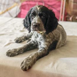Boykin Spaniel and English Springer Spaniel Puppies from 31 Pines Springers & Retrievers