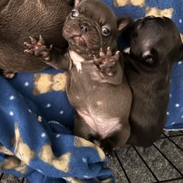 French Bulldog Puppies from De Los Angeles Breeding