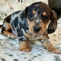Orion - Dapple male Dachshund puppy in Salem, Oregon from Longdox Mini Dachshunds