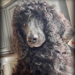 Daphne - Blue female Poodle puppy in Greenwich, New York from MizzElle’s Standard Poodles