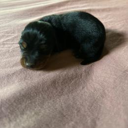 Santino - Black and tan male Dachshund puppy in Brave, Pennsylvania from Éirí na Gréine (the Rising Sun) cattery & Kennel