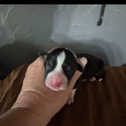 Sebastian - Black and tan male American Corgi puppy in Post Falls, Idaho from Splootin’ around Corgi’s