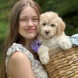 Lady - Red Collar - Sheepadoodle puppy in Pataskala And Thornville, Ohio from Four Front Doodles LLC.