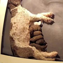 Lagotto Romagnolo Puppies from Ohio Primo Lagotto Romagnolo