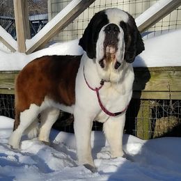 Saint Bernards from Somerset Saints