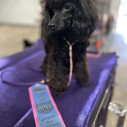 STAR - Black female Poodle puppy in North Prince George, Virginia from ROYAL VISTA