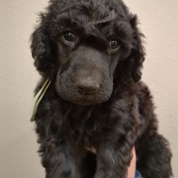 Maple (girl) - teal collar - Blue female Poodle puppy in Tullahoma, Tennessee from Peaceful Valley Poodles