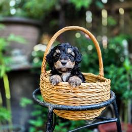 Whoops - Black tri-color male Aussiedoodle puppy in Centreville, Mississippi from Trin's Designer Doodles