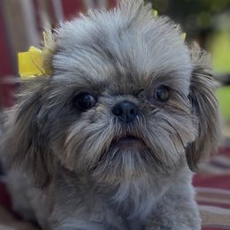 Mira - Shih Tzu