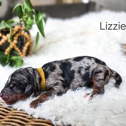 Lizzie - Merle female Bernedoodle puppy in Gaylord, Michigan from Dog Mom Co. Doodles