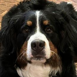 Shelby - Bernese Mountain Dog
