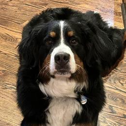 Shelby - Bernese Mountain Dog