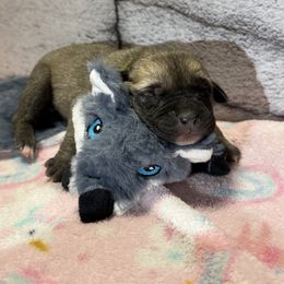 Wolf - Yellow female Black Mouth Cur puppy in Warsaw, Missouri from Heritage Cow Dogs