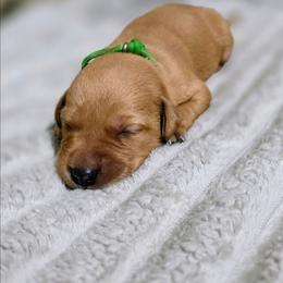 Boy 5 - Yellow male Labrador Retriever puppy in Grand Rivers, Kentucky from Big Water Dreams Retrievers