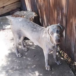 Rottweilers and Weimaraners from Burk House Kennel