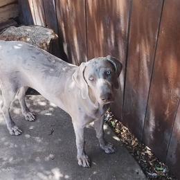 Rottweilers and Weimaraners from Burk House Kennel
