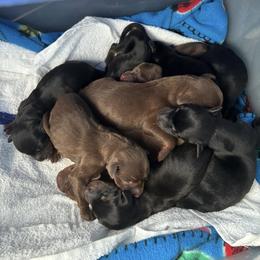 Doberman Pinscher Puppies from Joselyn James