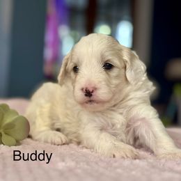 Buddy - Brown and white male Bernedoodle puppy in Denver, Pennsylvania from Redcay's Mini Bernedoodles