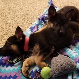 German Shepherds from Hundes Des Waldes Working Dogs