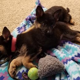 German Shepherds from Hundes Des Waldes Working Dogs