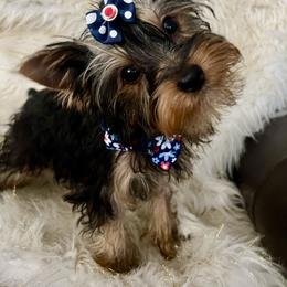 Baby Boy - Blue and gold male Yorkshire Terrier puppy in Darrington, Washington from Seven Cedars Yorkies