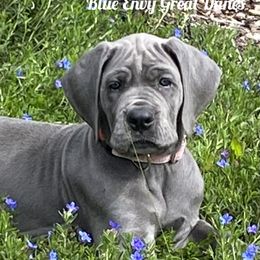 Great Dane Puppies from Blue Envy Great Danes