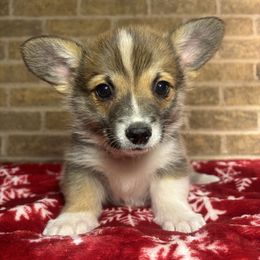Blue Female - Sable female Pembroke Welsh Corgi puppy in Mcarthur, Ohio from Bentley Corgis LLC