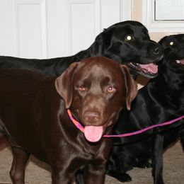 Buster - Labrador Retriever