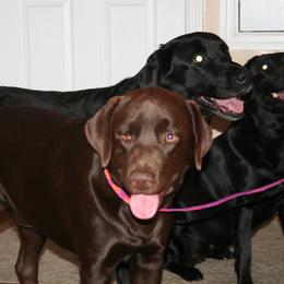 Buster - Labrador Retriever