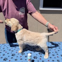 Boy 1 - Light Blue - Light golden male Golden Retriever puppy in Mc Minnville, Tennessee from Wishaw Whisky Golden Retrievers