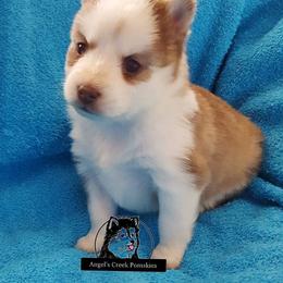 Pomsky Puppies from Angel's Creek Pomskies