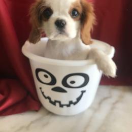Cavalier King Charles Spaniel Puppies from Christina’s Cavaliers