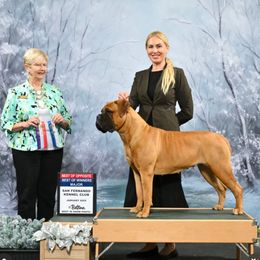 Bullmastiff puppies from IV Bullmastiffs