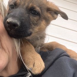 German Shepherd Puppies from Vom Haus Denfors K9