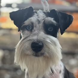 Duke - Miniature Schnauzer
