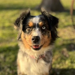 Miniature Australian Shepherds and Pembroke Welsh Corgis from Cannon Hill Kennels