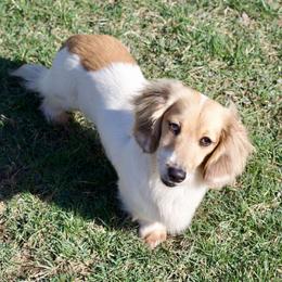 Trumpet - Dachshund