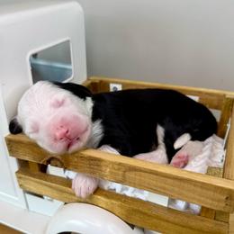 Lamb Chop - Black and white female Sheepadoodle puppy in Adams, Nebraska from Boxcar Doodles and Poodles