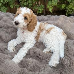 Thumper - Parti male Goldendoodle puppy in La Verne, California from Marshall Goldendoodles