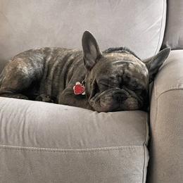 Rex - French Bulldog