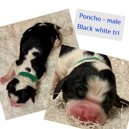 Poncho - Black white and tan male English Springer Spaniel puppy in Madison, Indiana from McCollough's Pawsome Spaniels and Danny's Delightful Dachshunds
