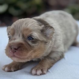 Camila - Merle female Pomsky puppy in Oak Forest, Illinois from Illinois Poms