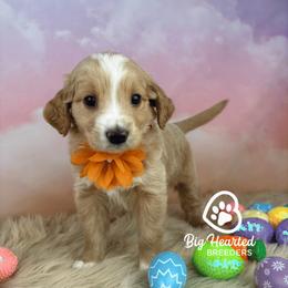 Florence - Cream female Companion Cross puppy in Utah County, Utah from Big Hearted Breeders