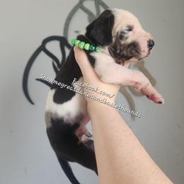 Green Collar - Harlequin male Great Dane puppy in Alton, Illinois from Show Me Great Danes and Basset Hounds