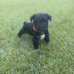 Miniature Schnauzer Puppies from Rebecca LeBoeuf