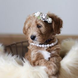 Goldendoodle Puppies from Sac River GoldenDoodles LLC
