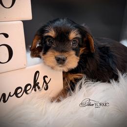 Standard girl - Black and tan female Yorkshire Terrier puppy in Machesney Park, Illinois from Three Yorkie Family