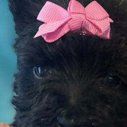 Scottish Terriers from HeavenlyScots