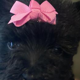 Scottish Terriers from HeavenlyScots
